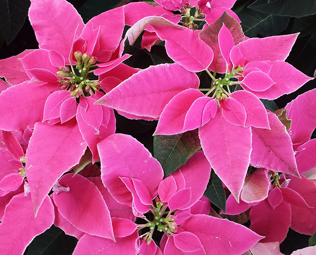 Poinsettias Holiday Symbols from the Garden Lake Metroparks